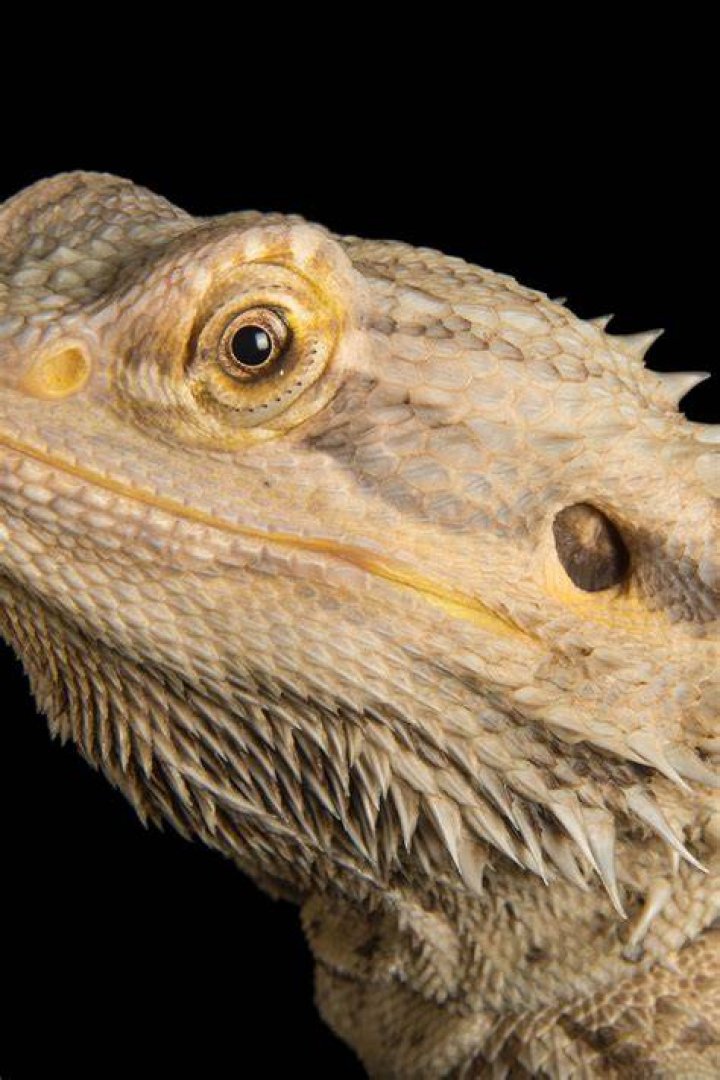 Unveiling The Secrets Of Bearded Dragon Mites: A Visual Exploration